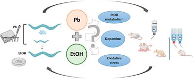 The intertwining between lead and ethanol in the model organism Caenorhabditis elegans